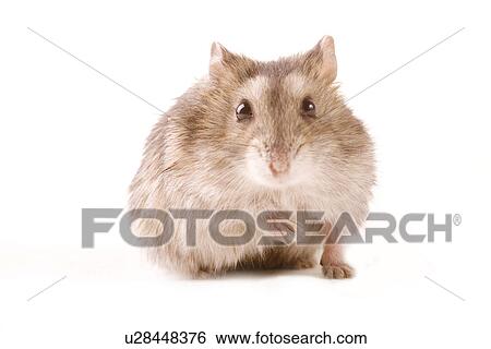 animal, curiosity, close-up, animals, alfred View Large Photo Image Stock Photograph - animal, curiosity, close-up, animals, alfred. Fotosearch