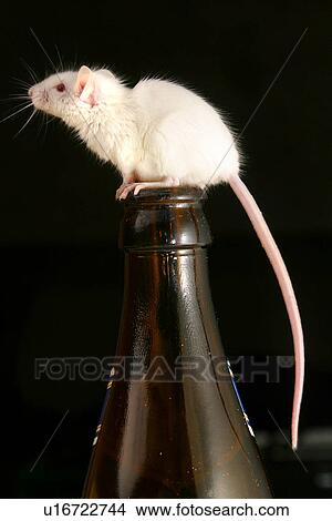 animals, black, Austria, alfred View Large Photo Image Picture - animals, black, Austria, alfred. Fotosearch