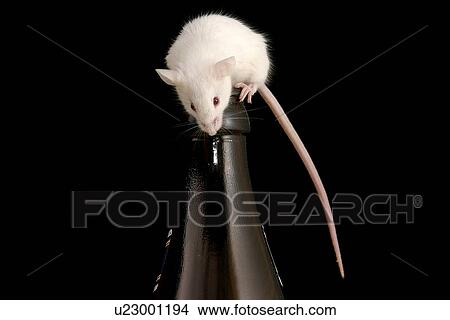 Picture - animals, black, Austria, alfred. Fotosearch