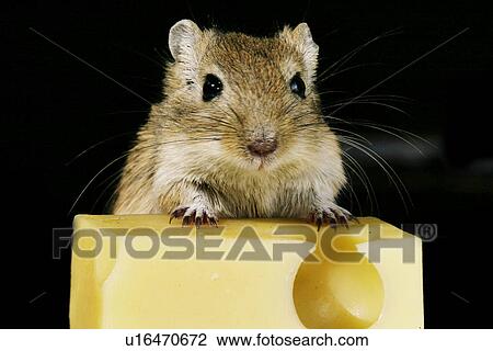 animals, black, beige, alfred View Large Photo Image Stock Image - animals, black, beige, alfred. Fotosearch