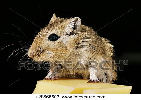 animals, black, beige, alfred View Large Photo Image Stock Photo - animals, black, beige, alfred. Fotosearch