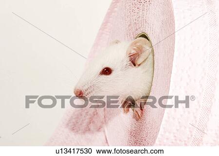 animals, body, alfred View Large Photo Image Stock Image - animals, body, alfred. Fotosearch