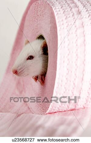 Stock Photo - animals, body, alfred. Fotosearch