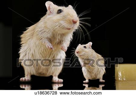 animals, brown, black, beige, alfred View Large Photo Image Stock Photo - animals, brown, black, beige, alfred. Fotosearch