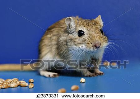 animals, brown, blue, beige, alfred View Large Photo Image Stock Image - animals, brown, blue, beige, alfred. Fotosearch