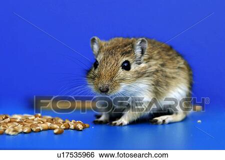 animals, brown, blue, beige, alfred View Large Photo Image Stock Photograph - animals, brown, blue, beige, alfred. Fotosearch