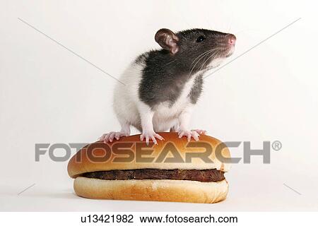 animals, burger, bun, bread roll, alfred View Large Photo Image Stock Image - animals, burger, bun, bread roll, alfred. Fotosearch