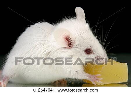 animals, cheese, black, alfred View Large Photo Image Stock Image - animals, cheese, black, alfred. Fotosearch