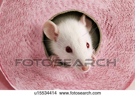 animals, CLOSE, body, alfred View Large Photo Image Picture - animals, CLOSE, body, alfred. Fotosearch