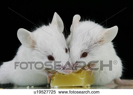 Stock Photography - animals, CLOSE, cheese, black, alfred. Fotosearch