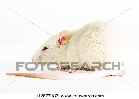 animals, close-up, CLOSE, alfred View Large Photo Image Stock Image - animals, close-up, CLOSE, alfred. Fotosearch