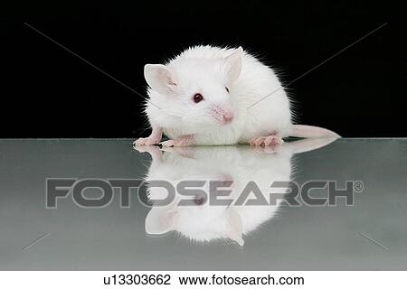 animals, close-up, CLOSE, black, alfred View Large Photo Image Stock Image - animals, close-up, CLOSE, black, alfred. Fotosearch