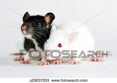 animals, couple, close-up, CLOSE, alfred View Large Photo Image Stock Image - animals, couple, close-up, CLOSE, alfred. Fotosearch