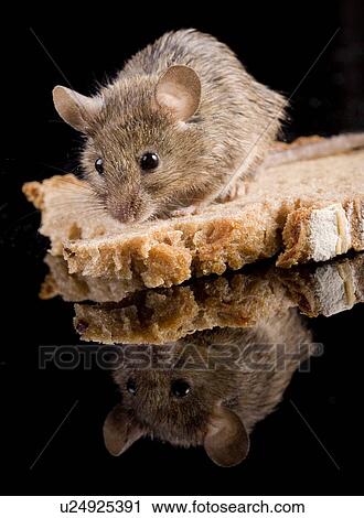 bread, aliment, bakery, animals, animal, alfred View Large Photo Image Stock Image - bread, aliment, bakery, animals, animal, alfred. Fotosearch