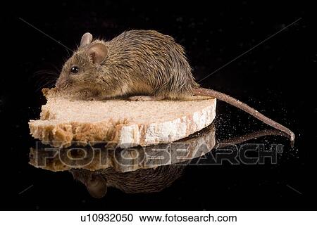 brotkrume, aliment, bread, animals, animal, alfred View Large Photo Image Stock Image - brotkrume, aliment, bread, animals, animal, alfred. Fotosearch