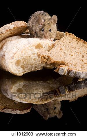 Stock Image - brotkrume, aliment, bread, animals, animal, alfred. Fotosearch