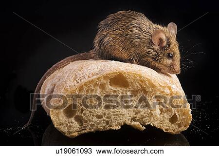 brotkrume, aliment, bread, animals, animal, alfred View Large Photo Image Stock Image - brotkrume, aliment, bread, animals, animal, alfred. Fotosearch