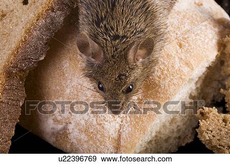 Stock Photo - brotkrume, aliment, bread, animals, animal, alfred. Fotosearch