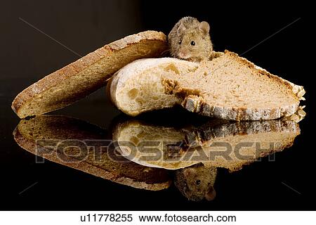 brotkrume, aliment, bread, animals, animal, alfred View Large Photo Image Stock Photography - brotkrume, aliment, bread, animals, animal, alfred. Fotosearch