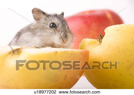 cankerous, animal, apples, apple, animals, alfred View Large Photo Image Stock Image - cankerous, animal, apples, apple, animals, alfred. Fotosearch