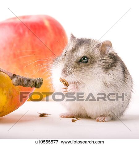cankerous, animal, apples, apple, animals, alfred View Large Photo Image Stock Photo - cankerous, animal, apples, apple, animals, alfred. Fotosearch