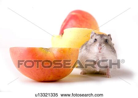 cankerous, animal, apples, apple, animals, alfred View Large Photo Image Stock Photography - cankerous, animal, apples, apple, animals, alfred. Fotosearch