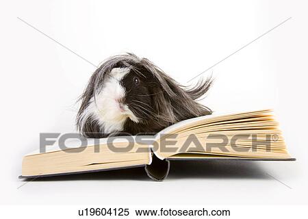 freigestellt, pet, alfred, animal, animals, book View Large Photo Image Stock Photography - freigestellt, pet, alfred, animal, animals, book. Fotosearch