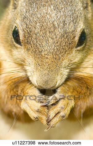 hoernchen, alfred, animals, beige, brown, CLOSE View Large Photo Image Stock Photo - hoernchen, alfred, animals, beige, brown, CLOSE. Fotosearch