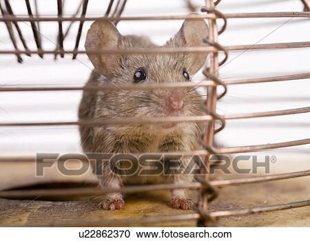 pet, alfred, animal, animals, constrain, dling View Large Photo Image Stock Image - pet, alfred, animal, animals, constrain, dling. Fotosearch