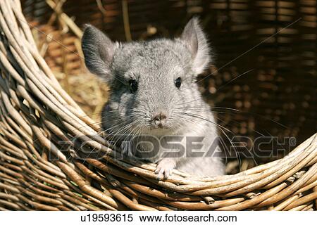 pet, alfred, animals, basket, body View Large Photo Image Stock Photography - pet, alfred, animals, basket, body. Fotosearch