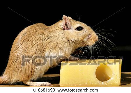 Stock Image - pet, alfred, animals, beige. Fotosearch