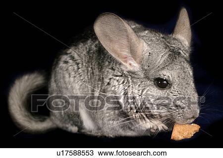 Stock Image - pet, alfred, animals, black. Fotosearch