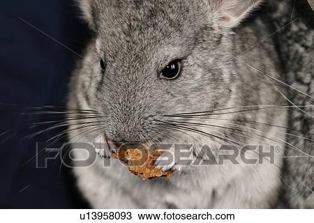pet, alfred, animals, chinchilla, chinchillidae View Large Photo Image Stock Image - pet, alfred, animals, chinchilla, chinchillidae. Fotosearch