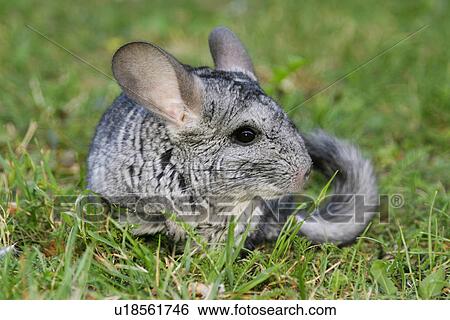 Stock Photograph - pet, alfred, animals, chinchilla, chinchillidae, day. Fotosearch