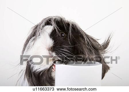 pet, freigestellt, alfred, animal, animals, beverage View Large Photo Image Stock Image - pet, freigestellt, alfred, animal, animals, beverage. Fotosearch