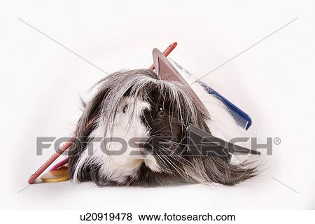 pet, freigestellt, tierportraits, alfred, animal, animal portrait View Large Photo Image Stock Photo - pet, freigestellt, tierportraits, alfred, animal, animal portrait. Fotosearch
