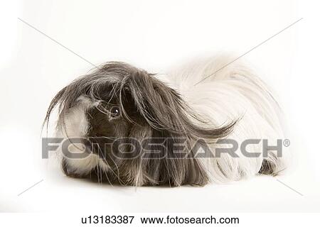 pet, tierportraits, alfred, animal, animal portrait, animals View Large Photo Image Stock Photo - pet, tierportraits, alfred, animal, animal portrait, animals. Fotosearch