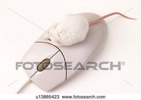 rechner, alfred, animals, cable, CLOSE View Large Photo Image Stock Image - rechner, alfred, animals, cable, CLOSE. Fotosearch