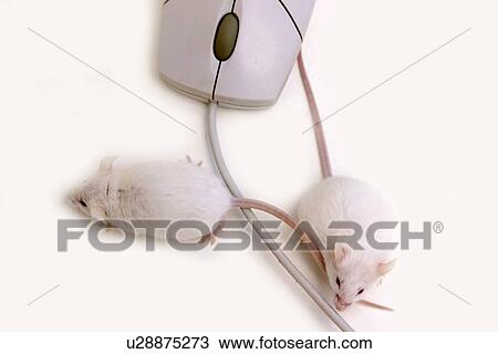 rechner, alfred, animals, cable, CLOSE View Large Photo Image Stock Image - rechner, alfred, animals, cable, CLOSE. Fotosearch