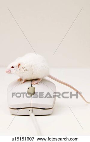 rechner, alfred, animals, cable, CLOSE View Large Photo Image Stock Photo - rechner, alfred, animals, cable, CLOSE. Fotosearch