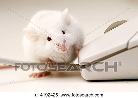 rechner, alfred, animals, cable, CLOSE View Large Photo Image Stock Photography - rechner, alfred, animals, cable, CLOSE. Fotosearch