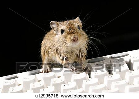 rechner, geschaeft, alfred, animals, arbeitstier View Large Photo Image Stock Photo - rechner, geschaeft, alfred, animals, arbeitstier. Fotosearch