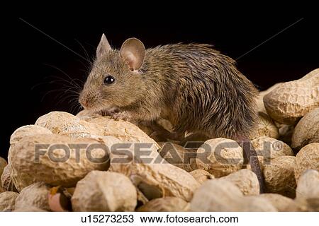 tierportraits, alfred, aliment, animal, animal portrait, animals View Large Photo Image Stock Image - tierportraits, alfred, aliment, animal, animal portrait, animals. Fotosearch