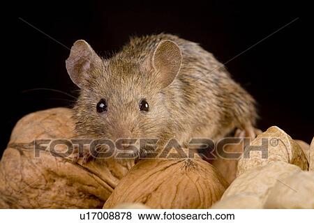 Stock Photo - tierportraits, alfred, aliment, animal, animal portrait, animals. Fotosearch