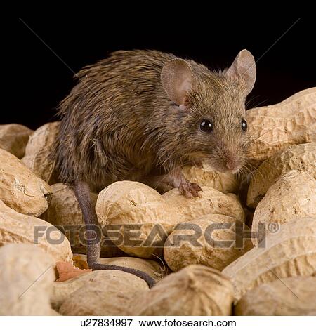 tierportraits, alfred, aliment, animal, animal portrait, animals View Large Photo Image Stock Photo - tierportraits, alfred, aliment, animal, animal portrait, animals. Fotosearch
