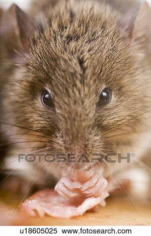 Stock Photography - tierportraits, alfred, animal, animal portrait, animals, cankerous. Fotosearch
