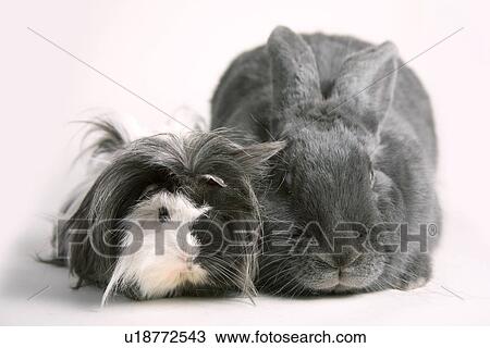 tierportraits, freigestellt, alfred, animal, animal portrait, animals View Large Photo Image Stock Image - tierportraits, freigestellt, alfred, animal, animal portrait, animals. Fotosearch