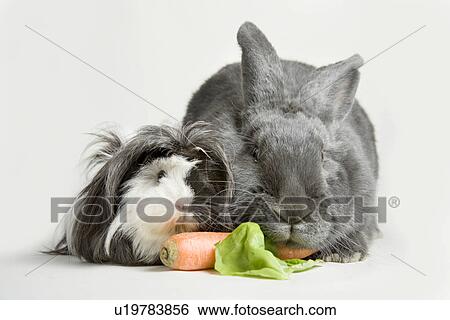 tierportraits, freigestellt, alfred, animal, animal portrait, animals View Large Photo Image Stock Photograph - tierportraits, freigestellt, alfred, animal, animal portrait, animals. Fotosearch
