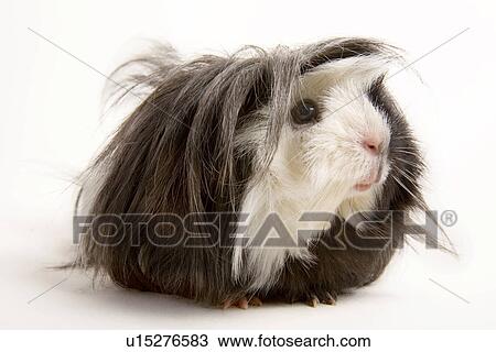 tierportraits, pet, alfred, animal, animal portrait, animals View Large Photo Image Stock Image - tierportraits, pet, alfred, animal, animal portrait, animals. Fotosearch