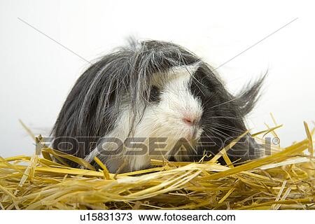 Stock Image - tierportraits, pet, alfred, animal, animal portrait, animals. Fotosearch